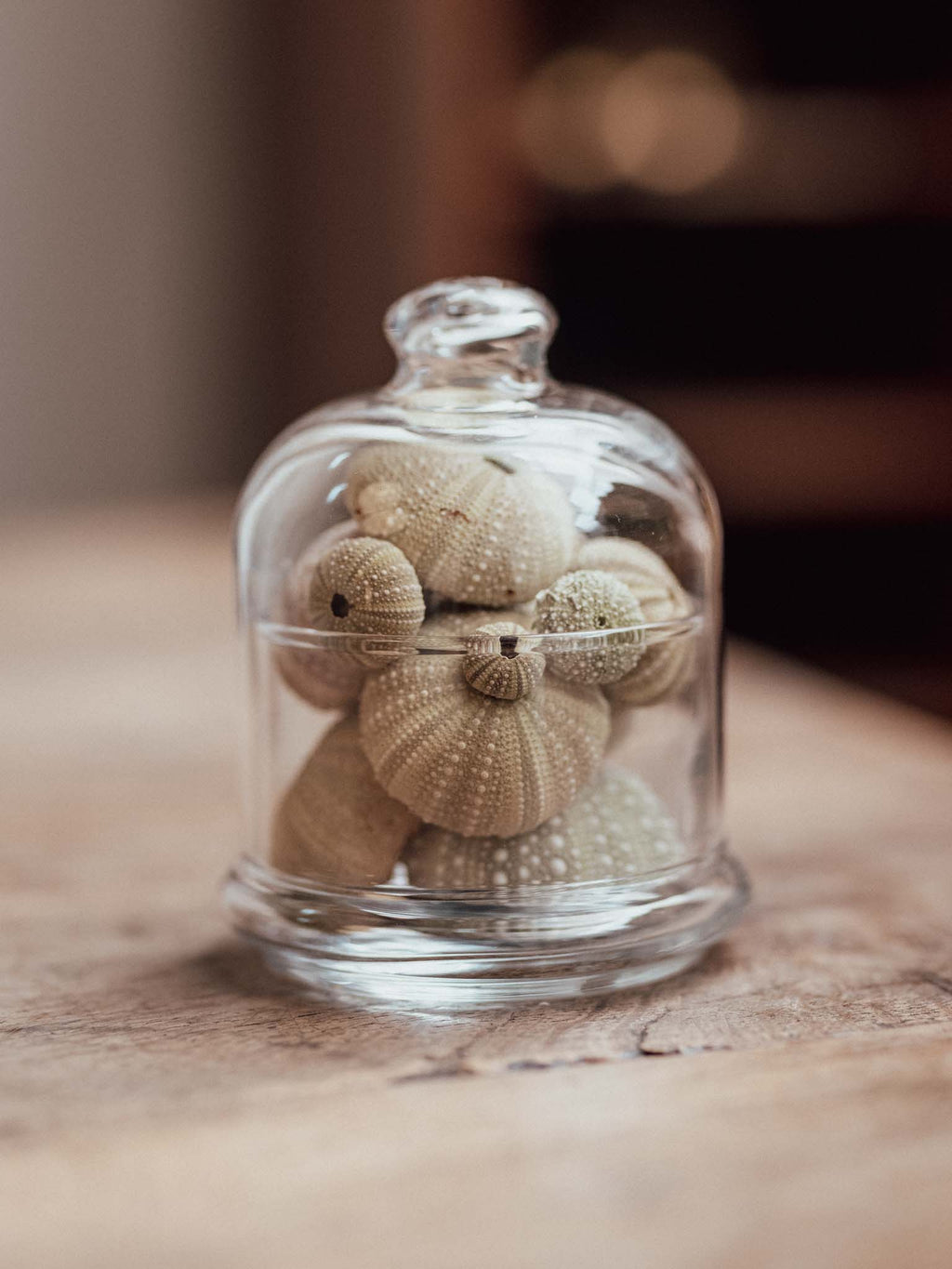 Hand Blown Glass Cloche with Kina and Sea Urchins