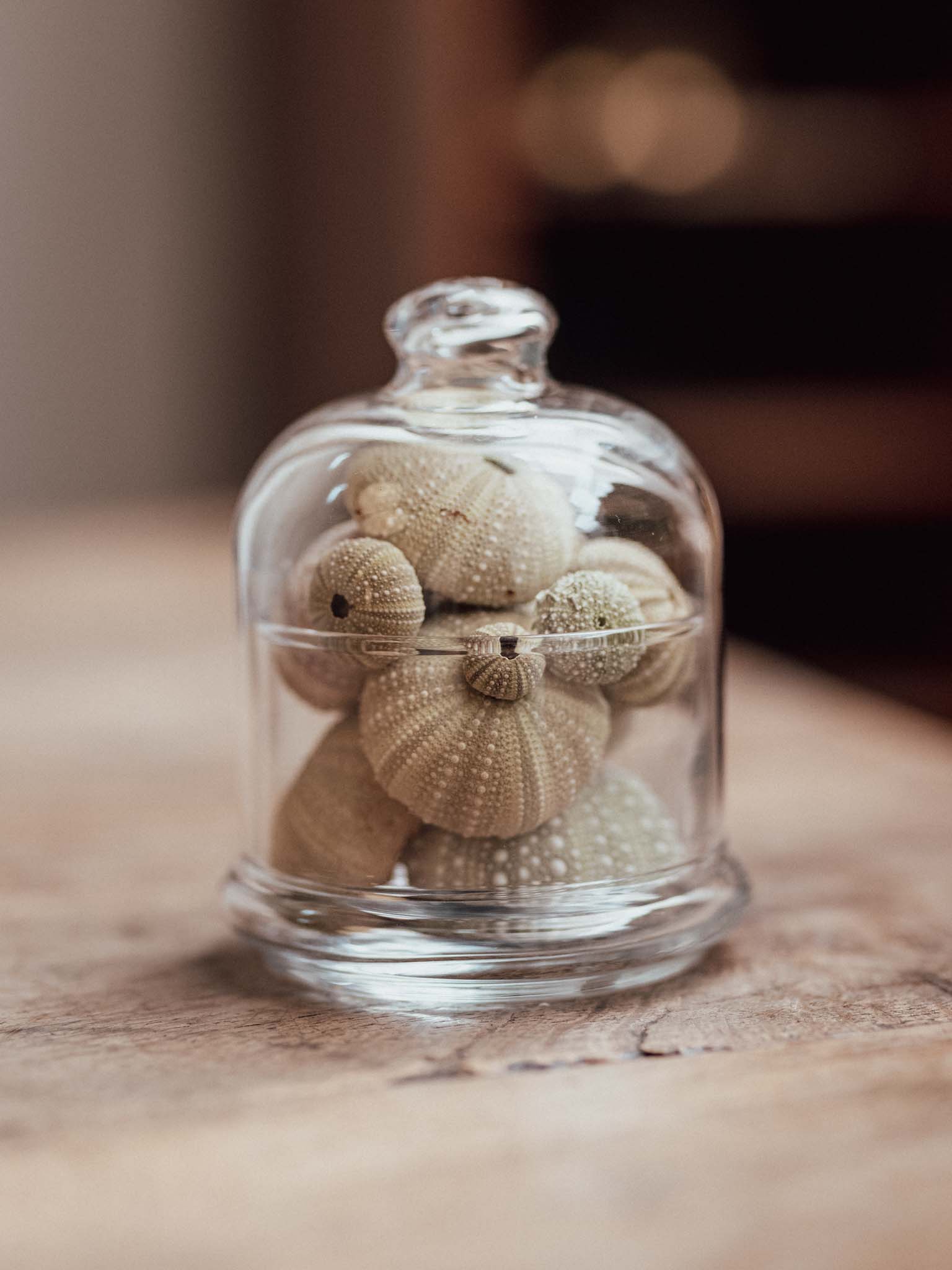 Hand Blown Glass Cloche with Kina and Sea Urchins