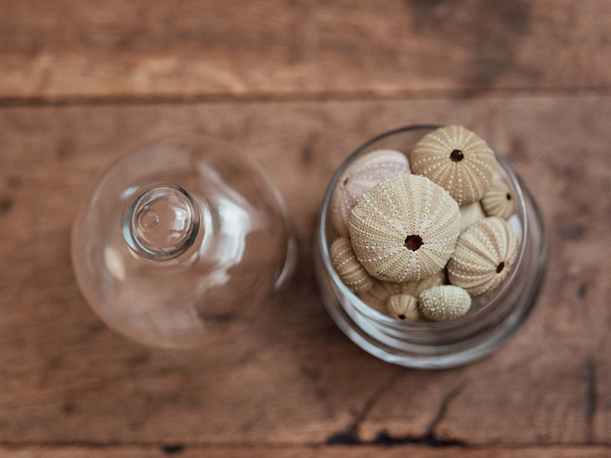 Hand Blown Glass Cloche with Kina and Sea Urchins
