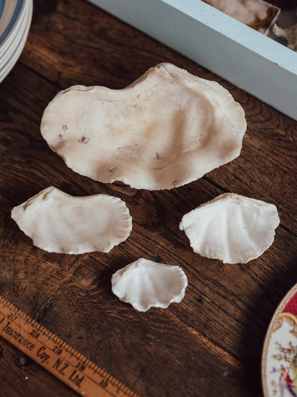Giant Clam Shell Large