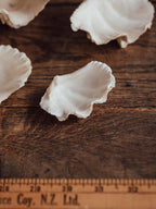 Giant Clam Shell Small