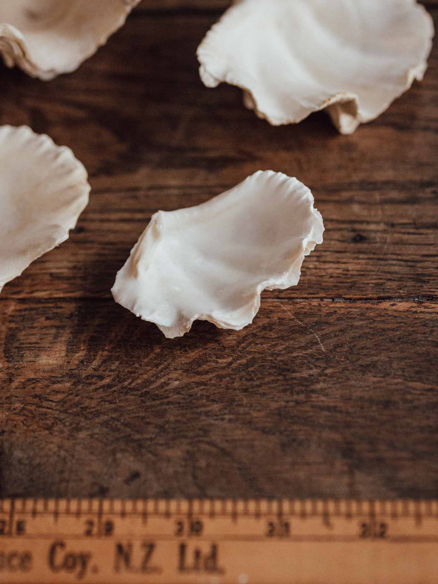 Giant Clam Shell Small