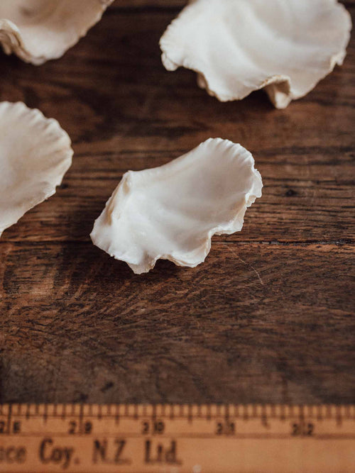 Giant Clam Shell Small