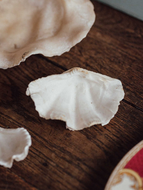 Giant Clam Shell Medium