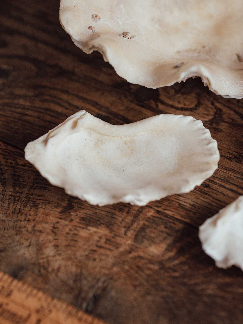 Giant Clam Shell Large