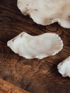 Giant Clam Shell Large