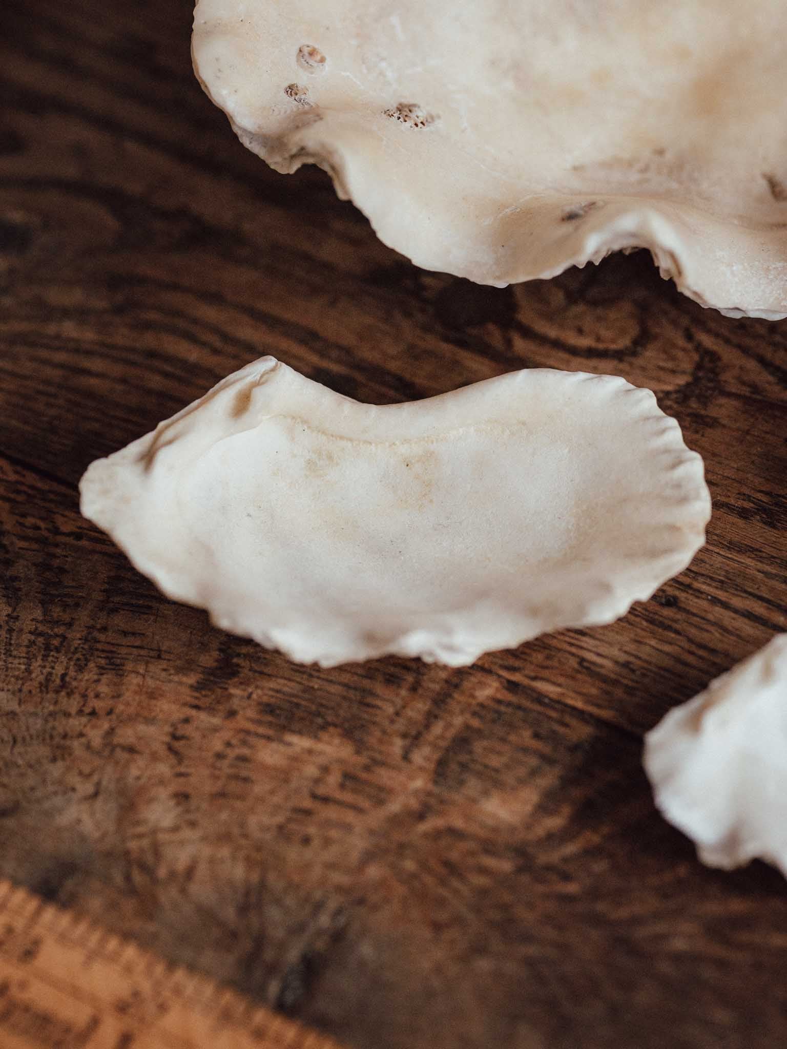 Giant Clam Shell Large