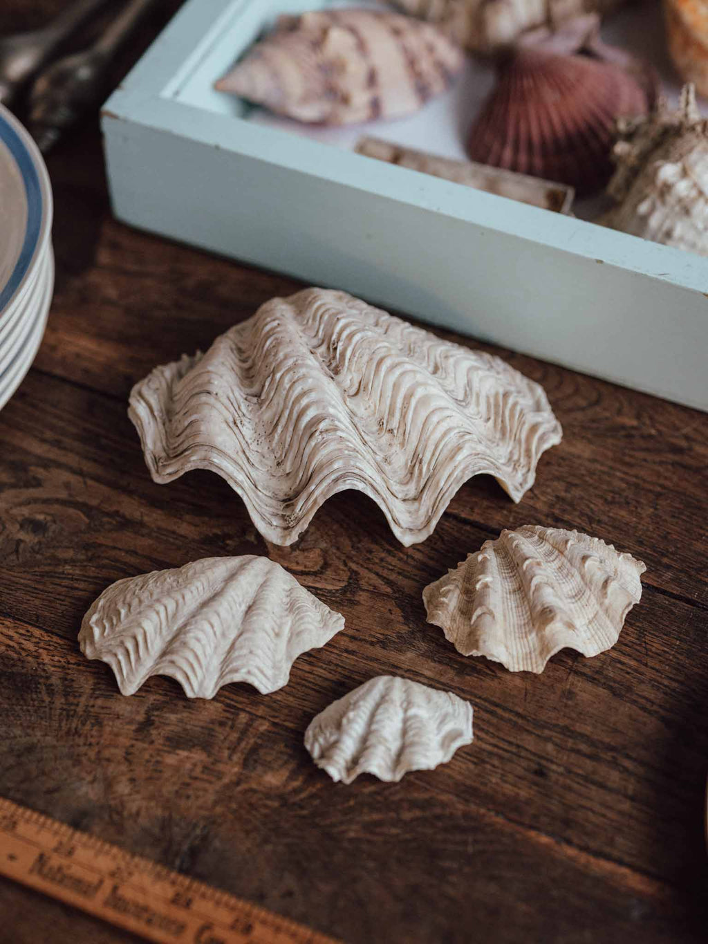 Giant Clam Shell Large