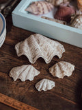 Giant Clam Shell XL