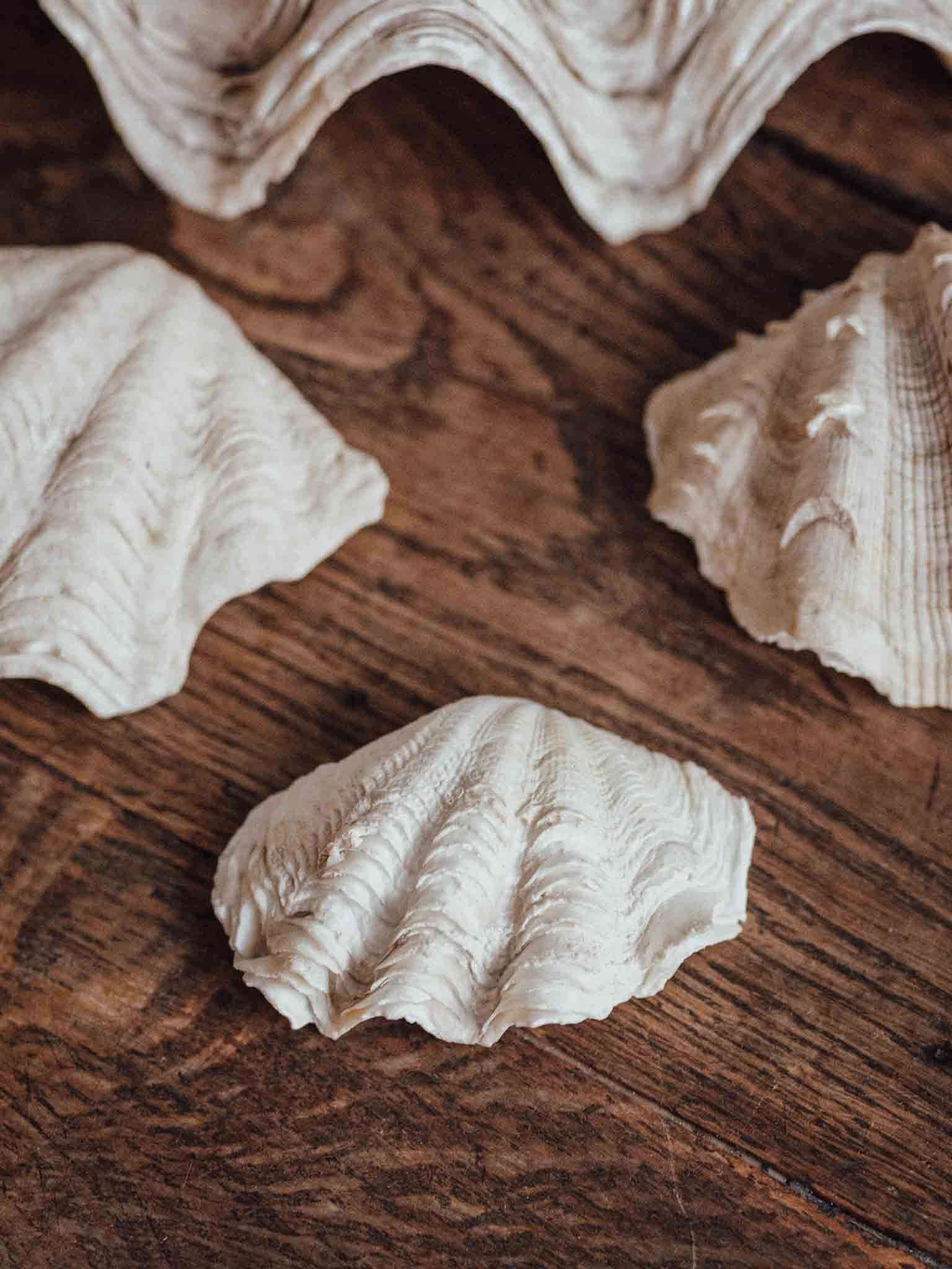 Giant Clam Shell Small