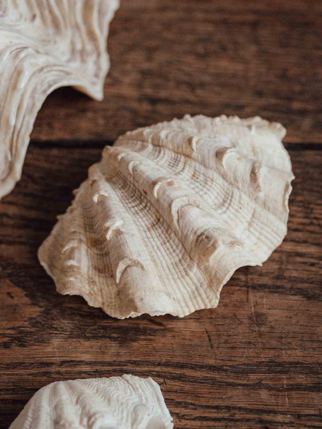 Giant Clam Shell Medium