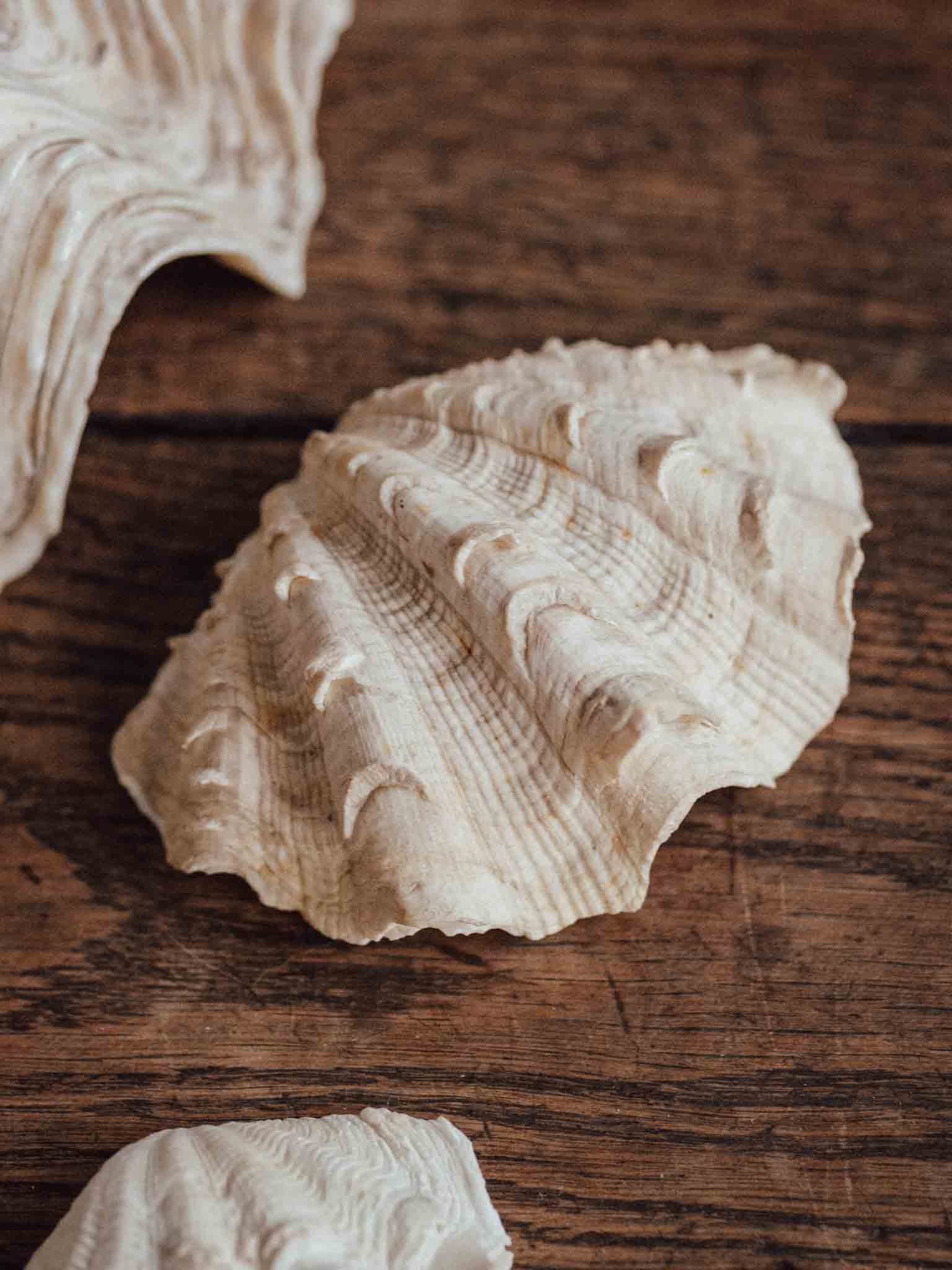 Giant Clam Shell Medium