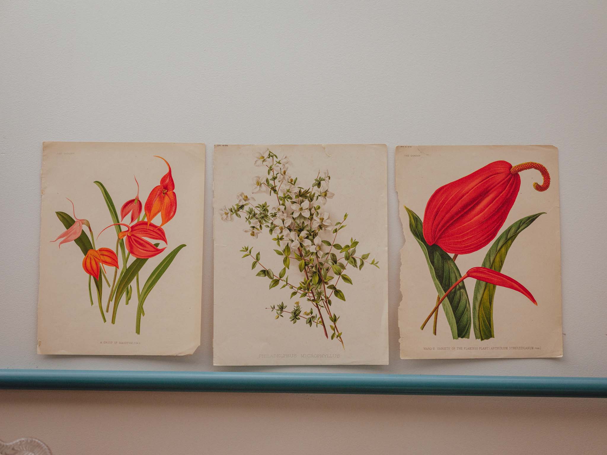 Antique Botanical Lithograph 'Anthurium Flamingo Plant'