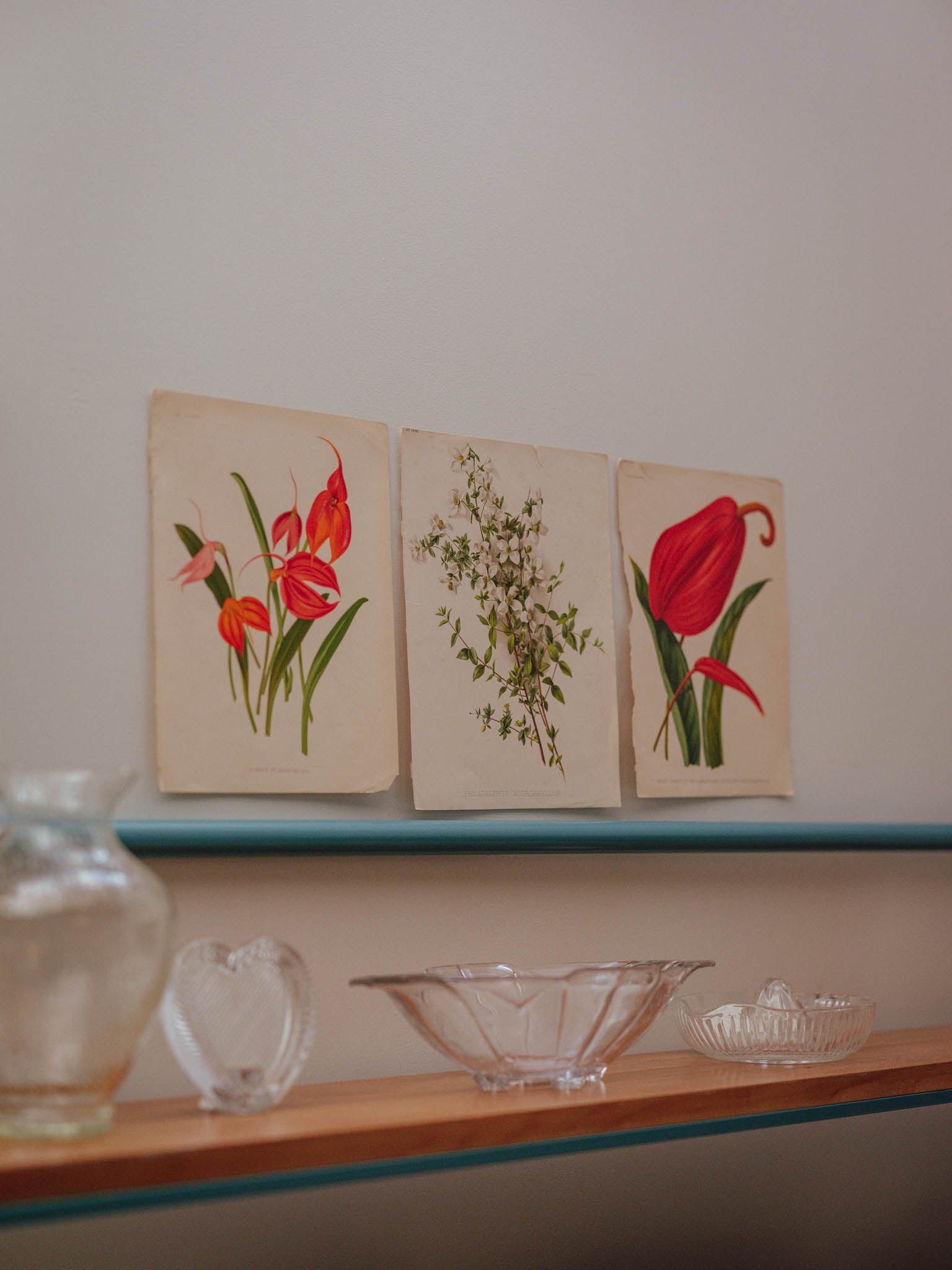 Antique Botanical Lithograph 'Anthurium Flamingo Plant'