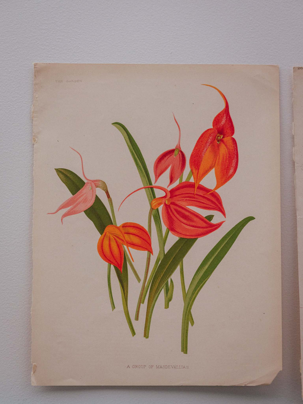 Antique Botanical Lithograph 'A Group of Masdevallias'