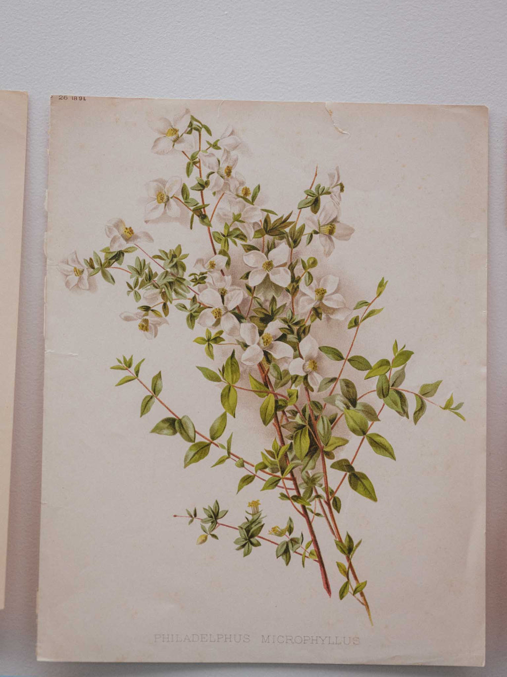 Antique 1891 Botanical Lithograph Philadelphus Microphyllus from The Garden