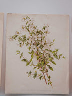 Antique 1891 Botanical Lithograph Philadelphus Microphyllus from The Garden