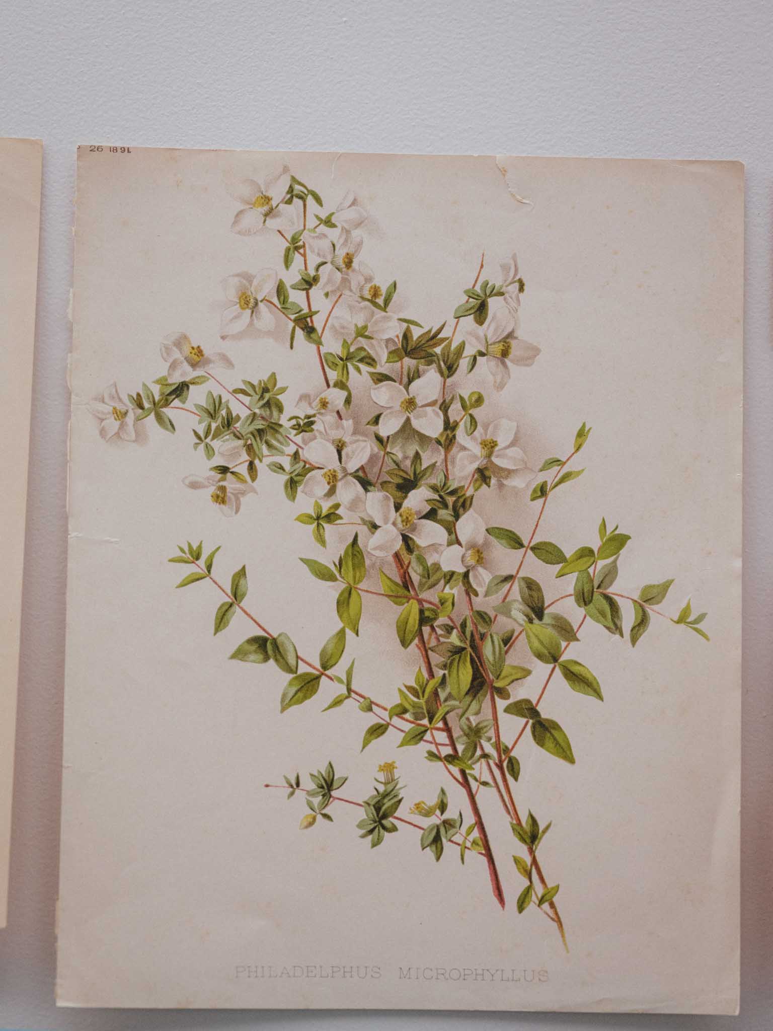 Antique 1891 Botanical Lithograph Philadelphus Microphyllus from The Garden