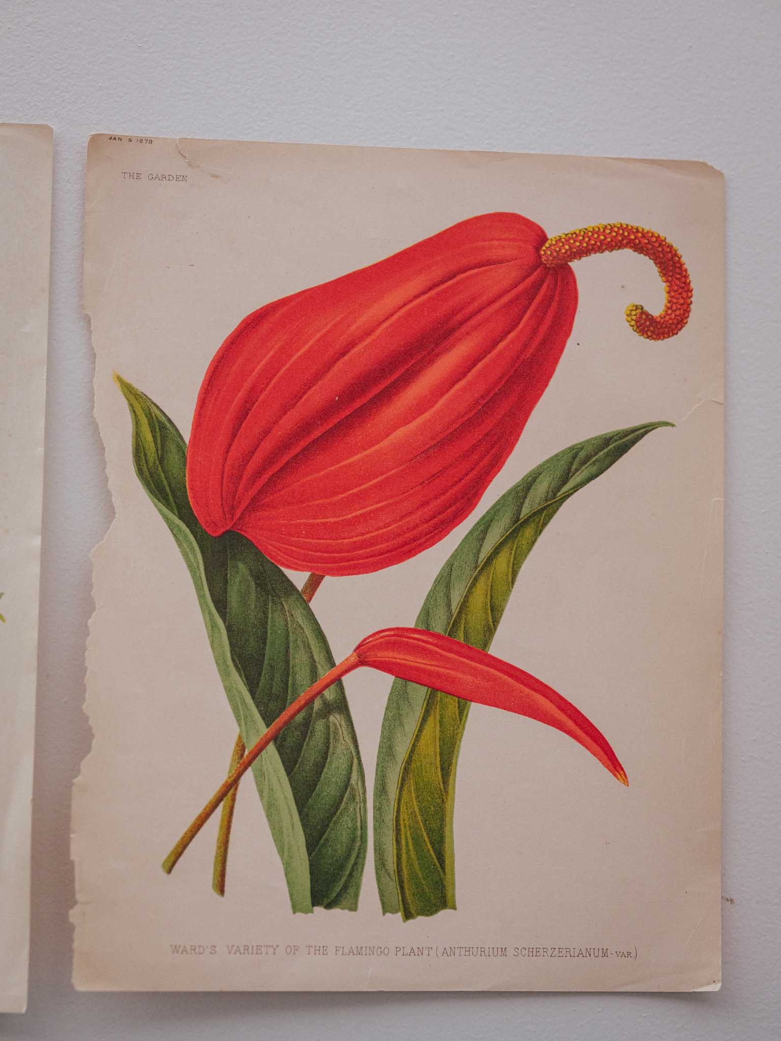 Antique Botanical Lithograph 'Anthurium Flamingo Plant'