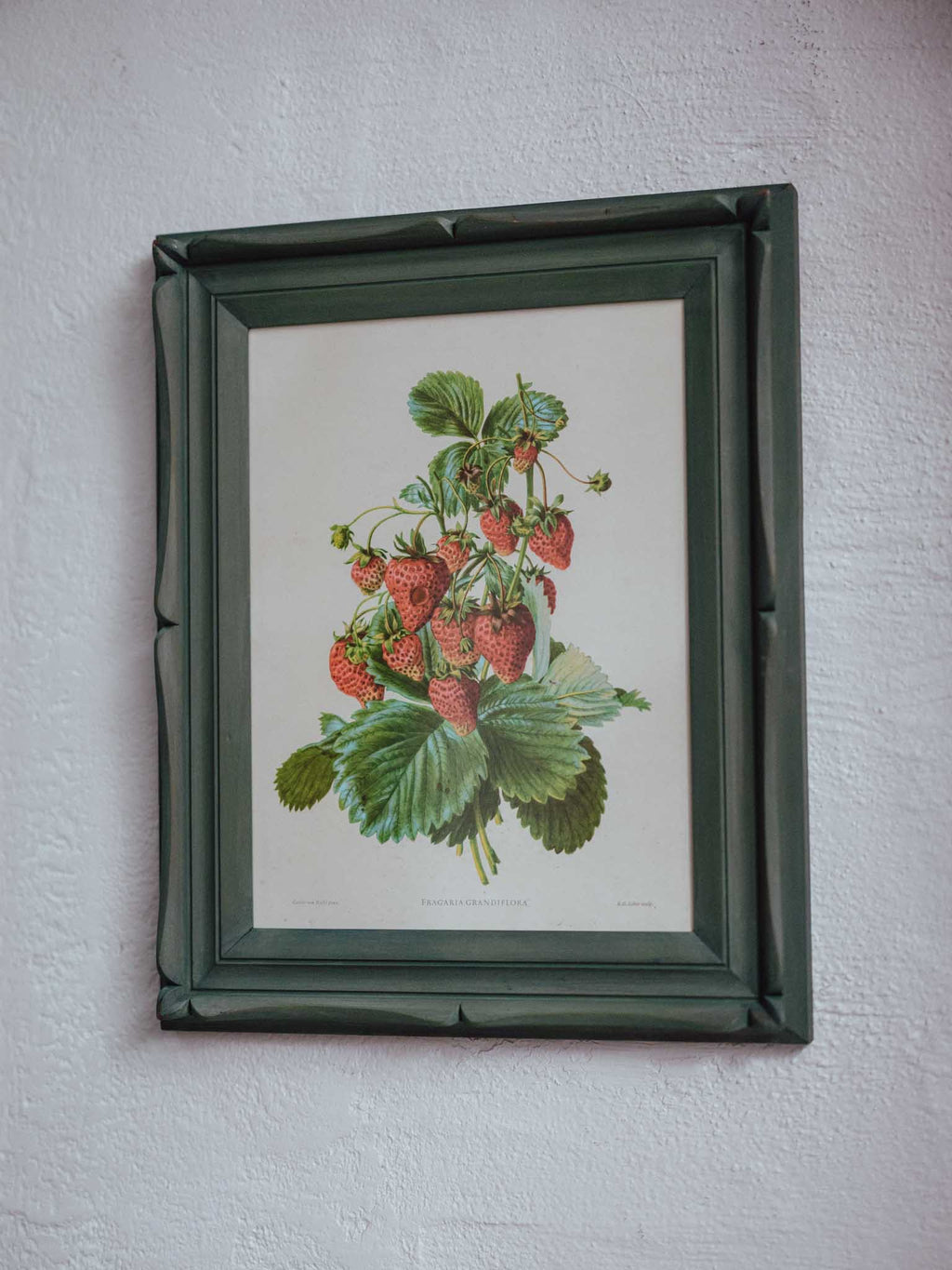 Framed Strawberry Botanical Print Fragaria Grandiflora