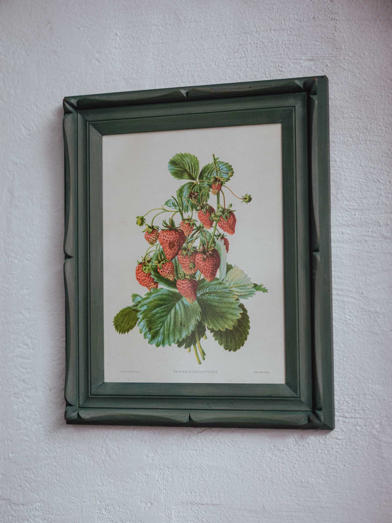 Framed Strawberry Botanical Print Fragaria Grandiflora