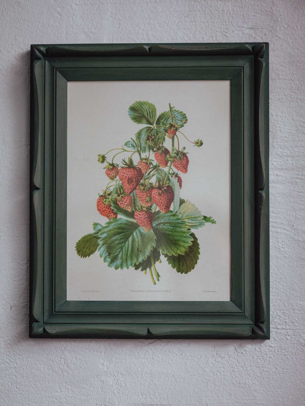 Framed Strawberry Botanical Print Fragaria Grandiflora