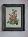 Framed Strawberry Botanical Print Fragaria Grandiflora