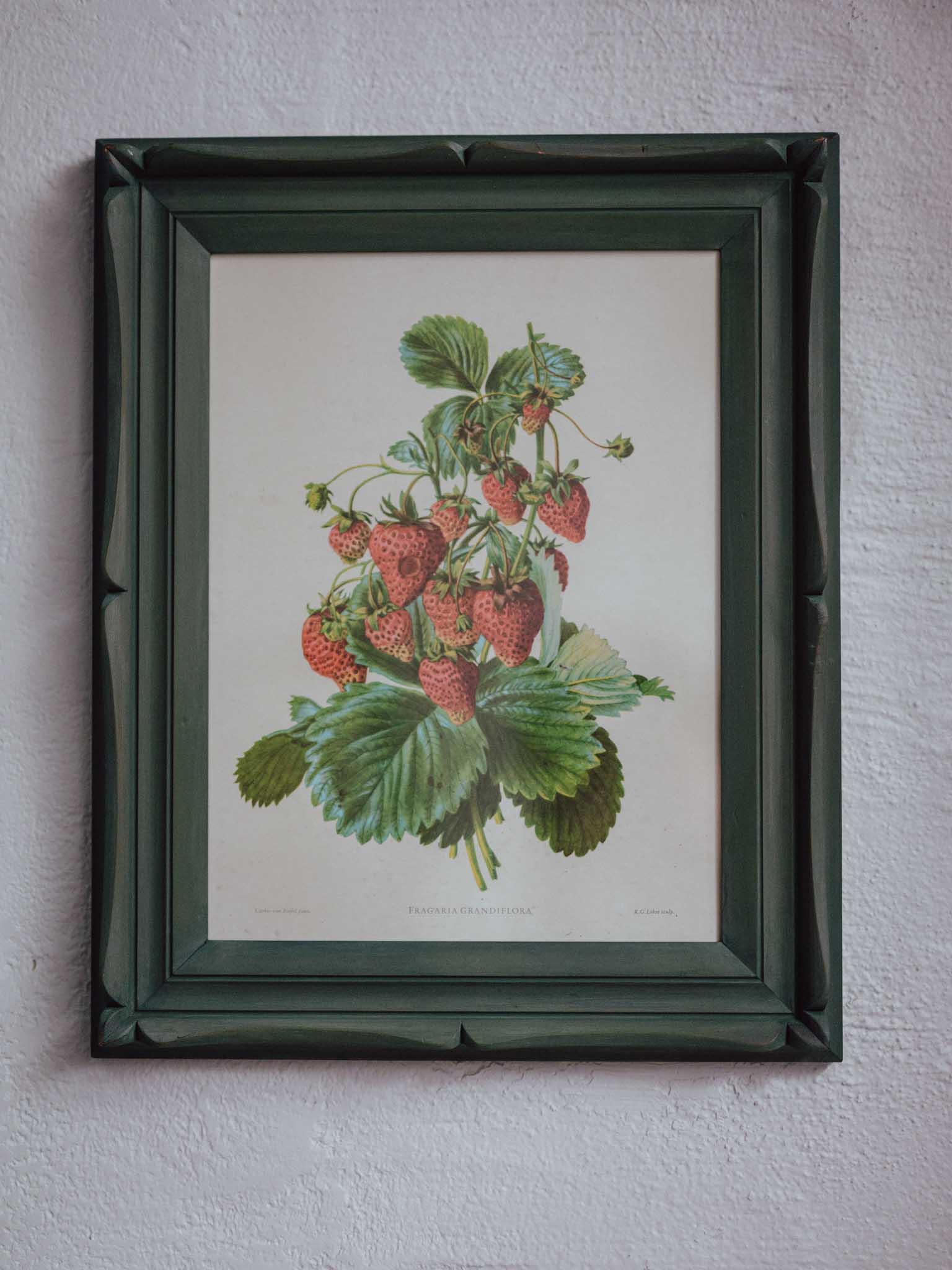 Framed Strawberry Botanical Print Fragaria Grandiflora