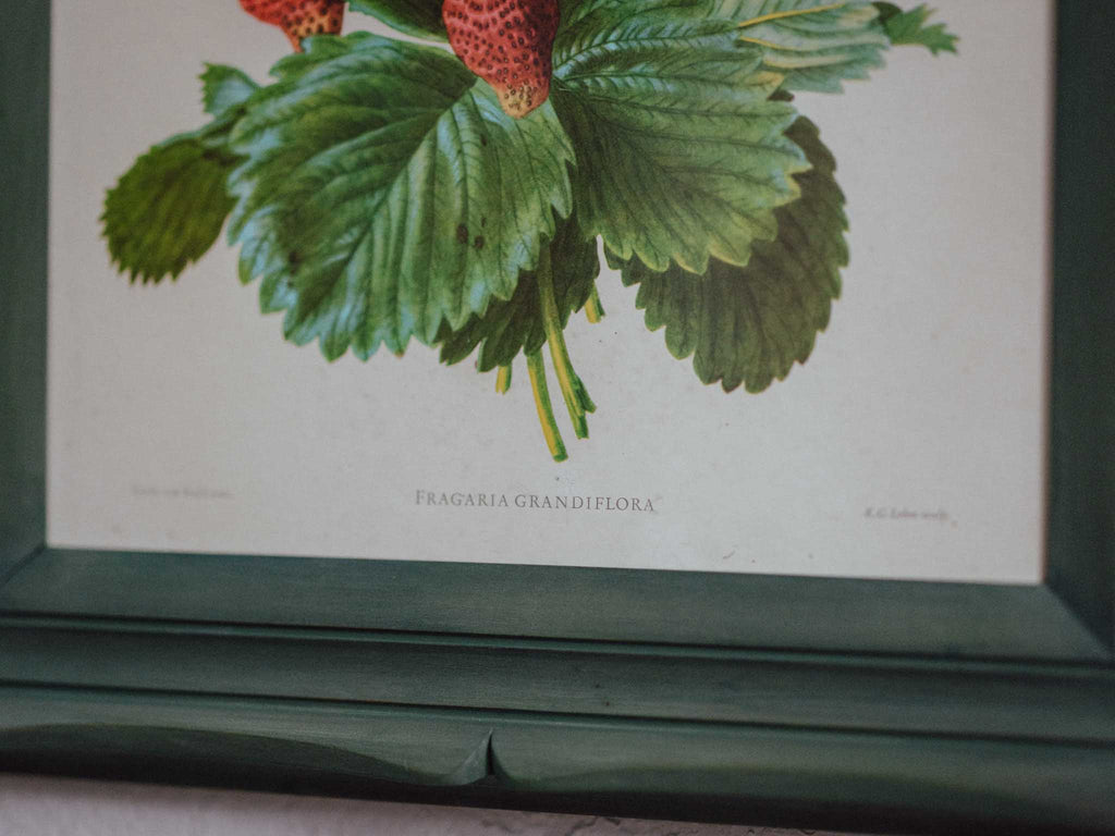 Framed Strawberry Botanical Print Fragaria Grandiflora
