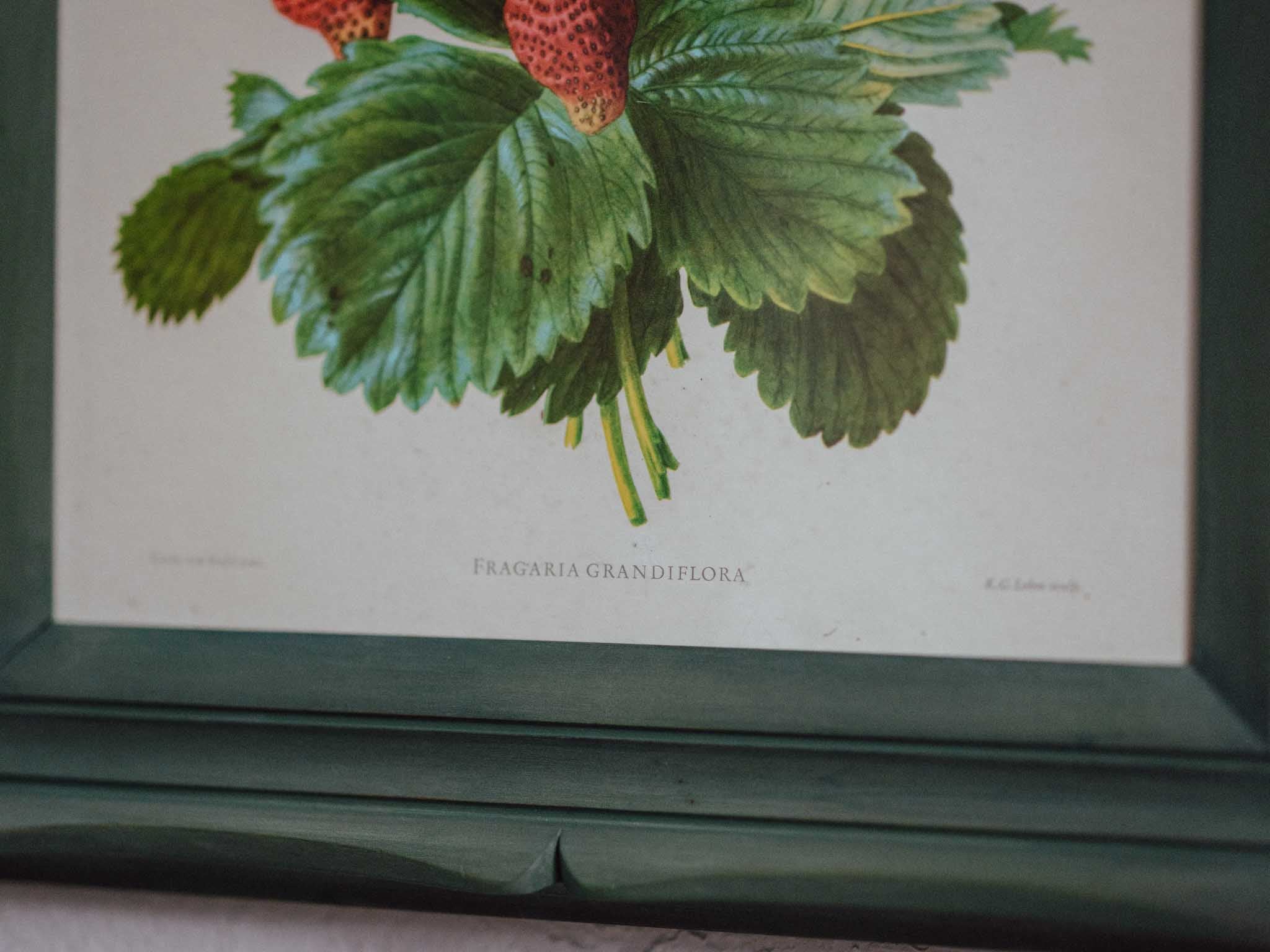 Framed Strawberry Botanical Print Fragaria Grandiflora