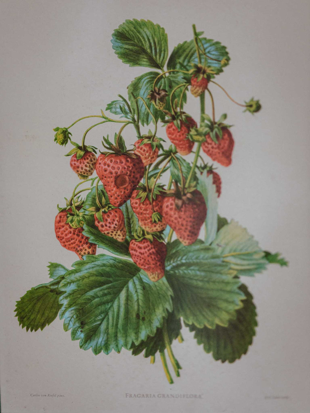 Framed Strawberry Botanical Print Fragaria Grandiflora