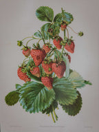 Framed Strawberry Botanical Print Fragaria Grandiflora