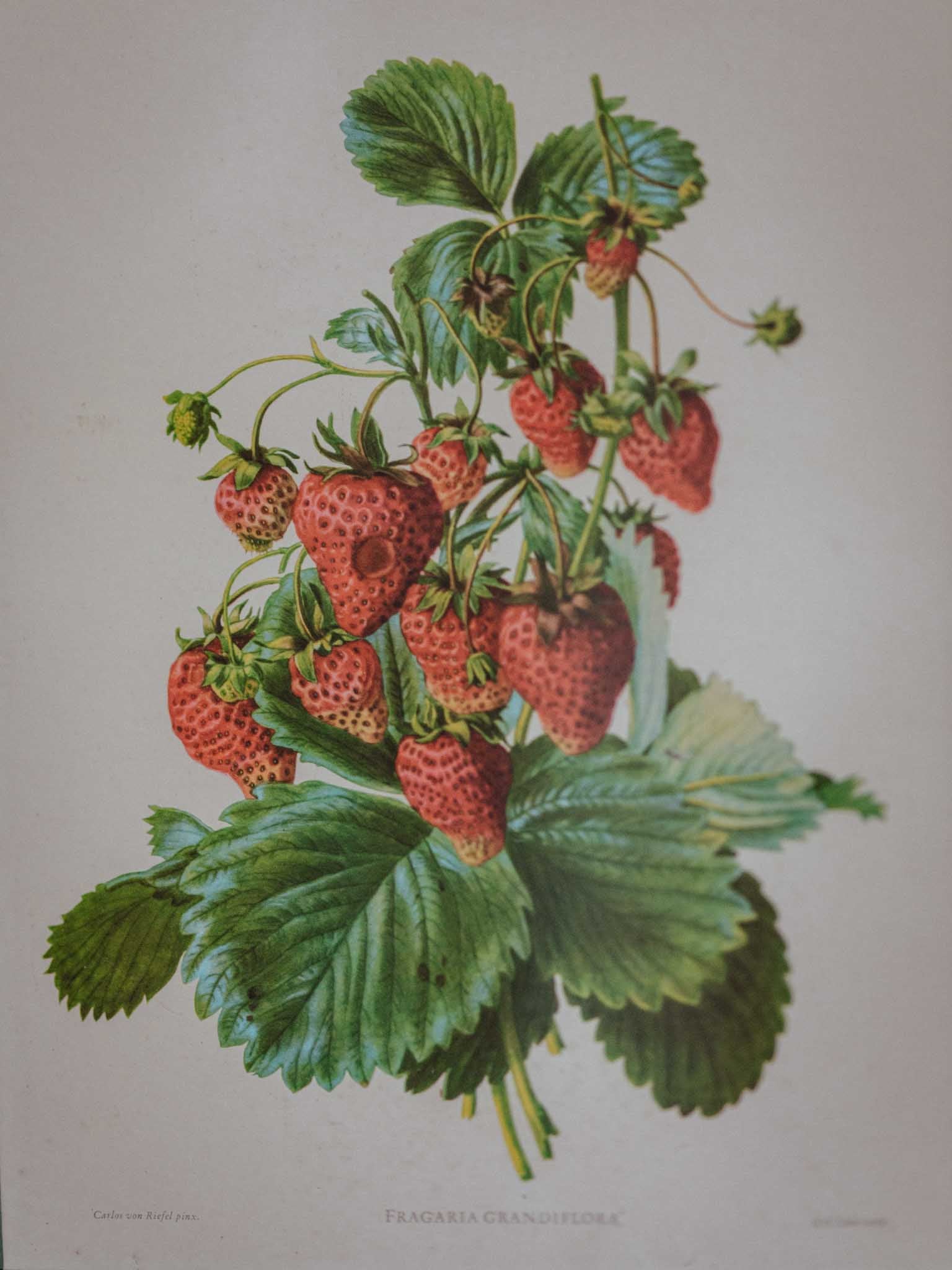 Framed Strawberry Botanical Print Fragaria Grandiflora