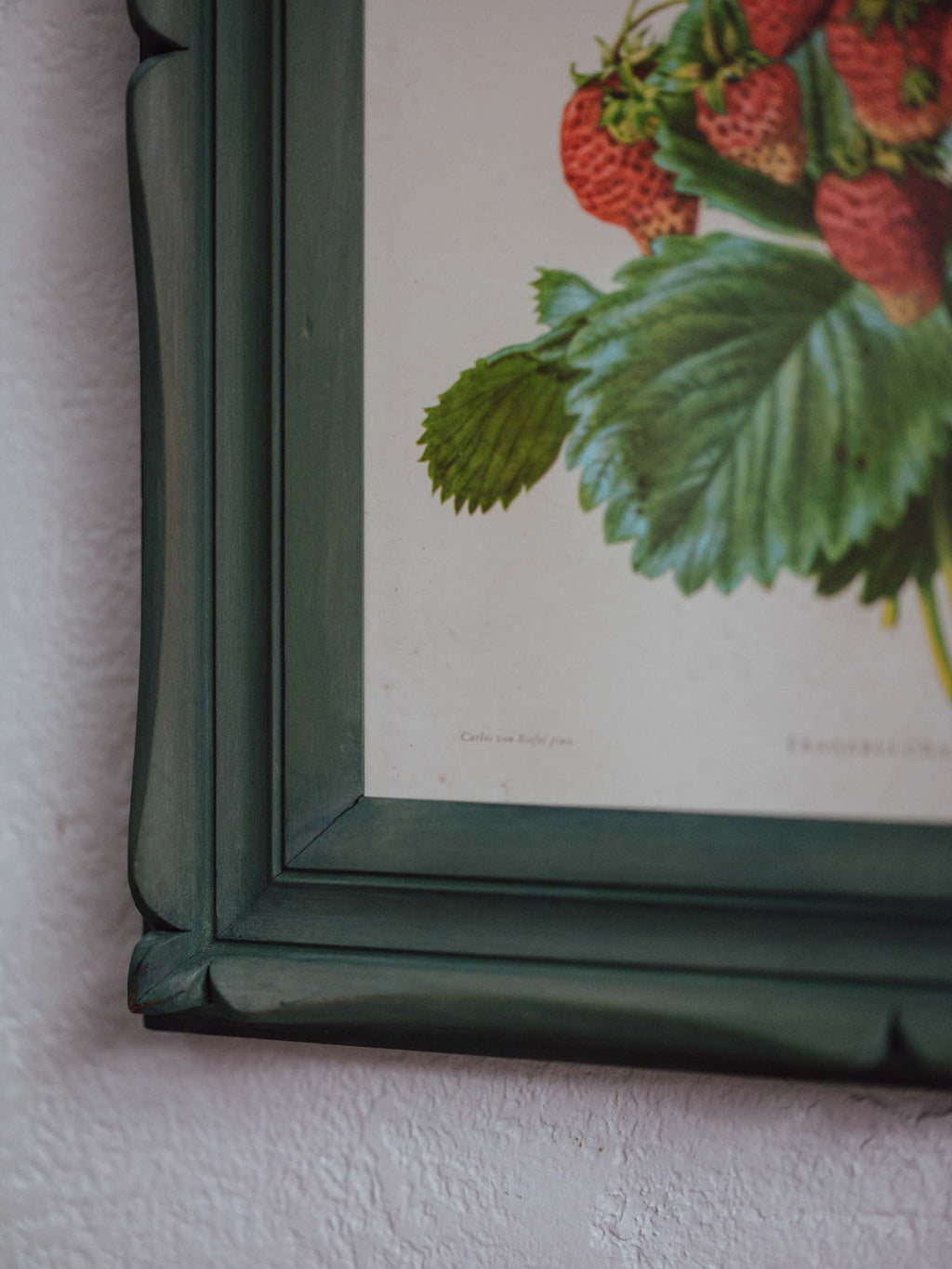 Framed Strawberry Botanical Print Fragaria Grandiflora