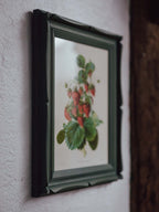 Framed Strawberry Botanical Print Fragaria Grandiflora
