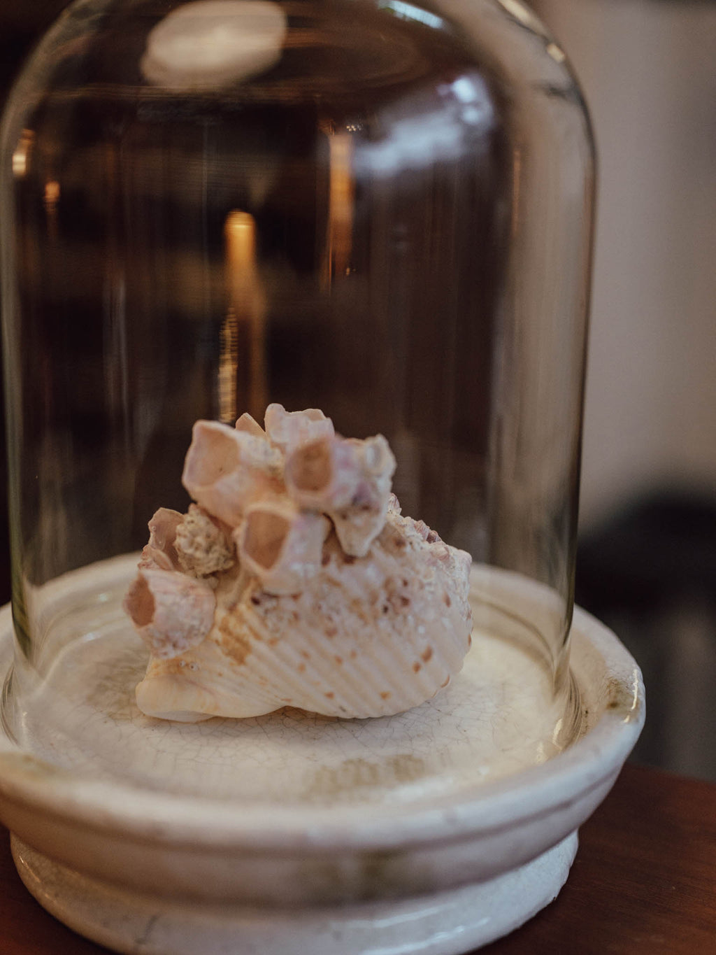 Extra Large Glass Cloche with Crazed Ceramic Base
