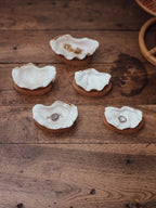 Clam Shells on Wooden Bases