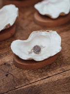 Clam Shells on Wooden Bases