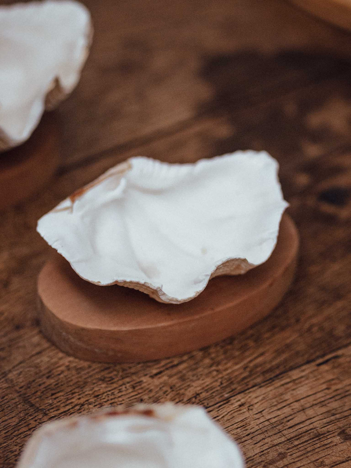 Clam Shells on Wooden Bases