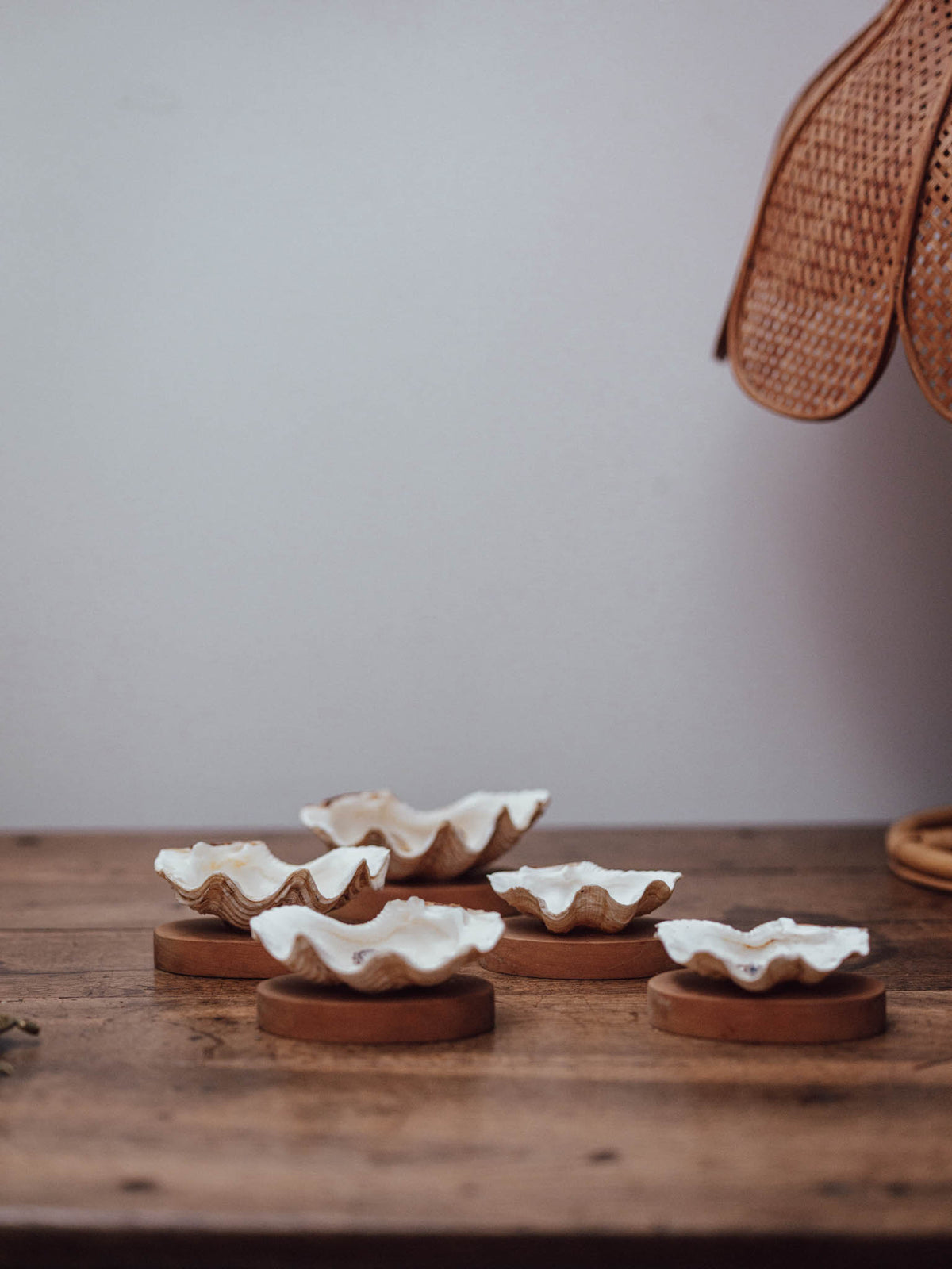 Clam Shells on Wooden Bases