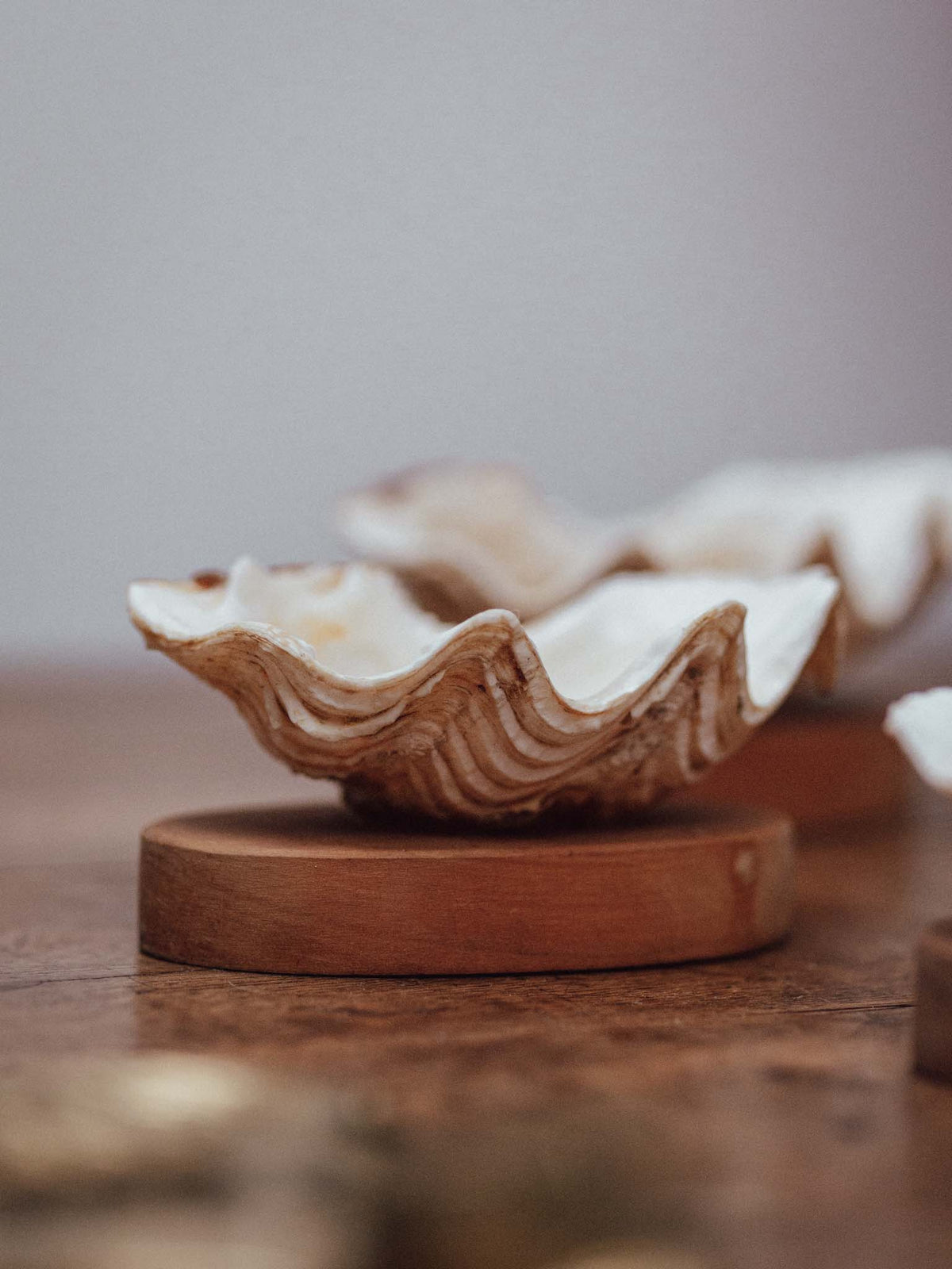 Clam Shells on Wooden Bases