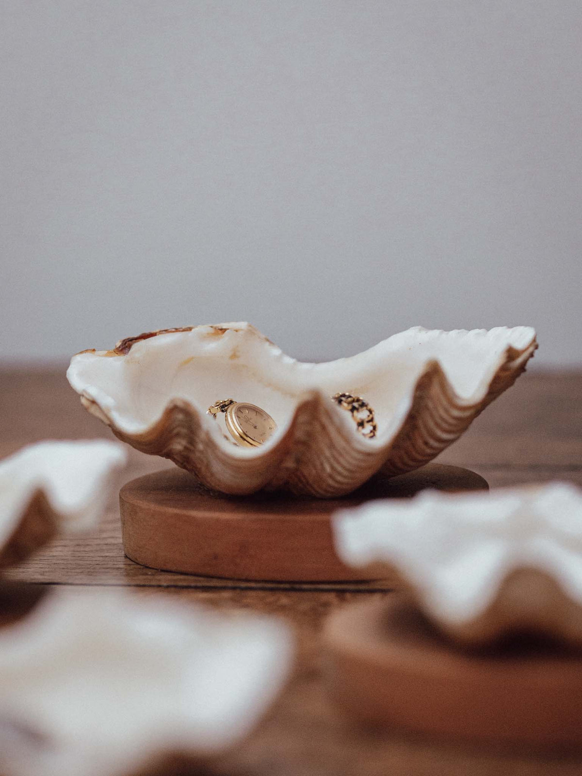 Clam Shells on Wooden Bases