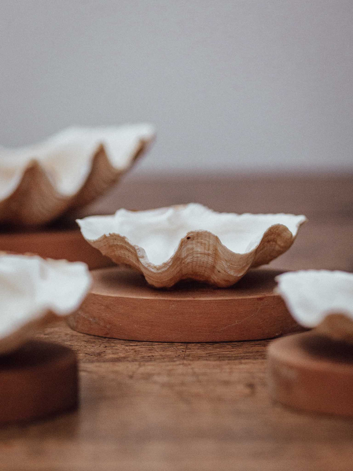 Clam Shells on Wooden Bases