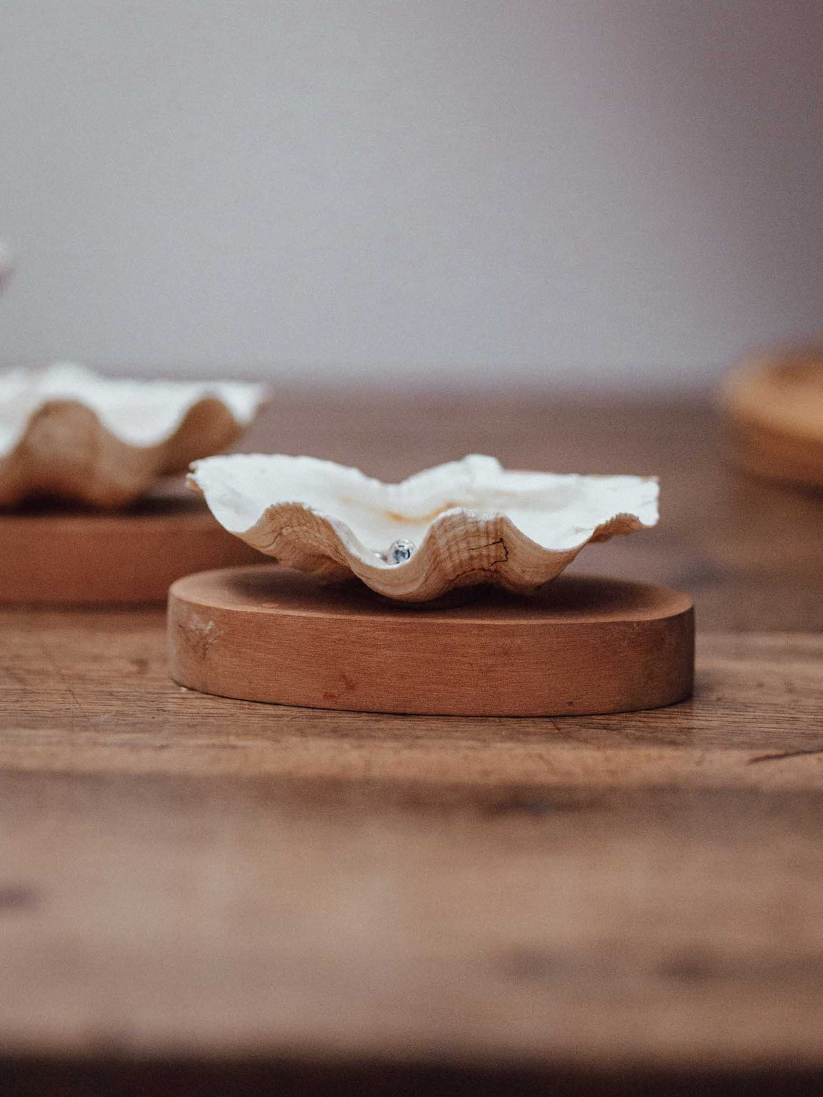 Clam Shells on Wooden Bases