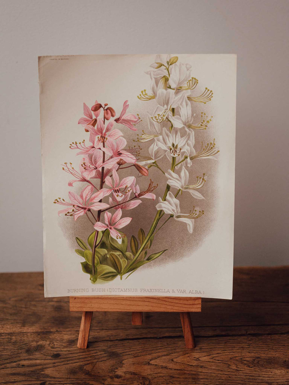 Antique Burning Bush Botanical Print