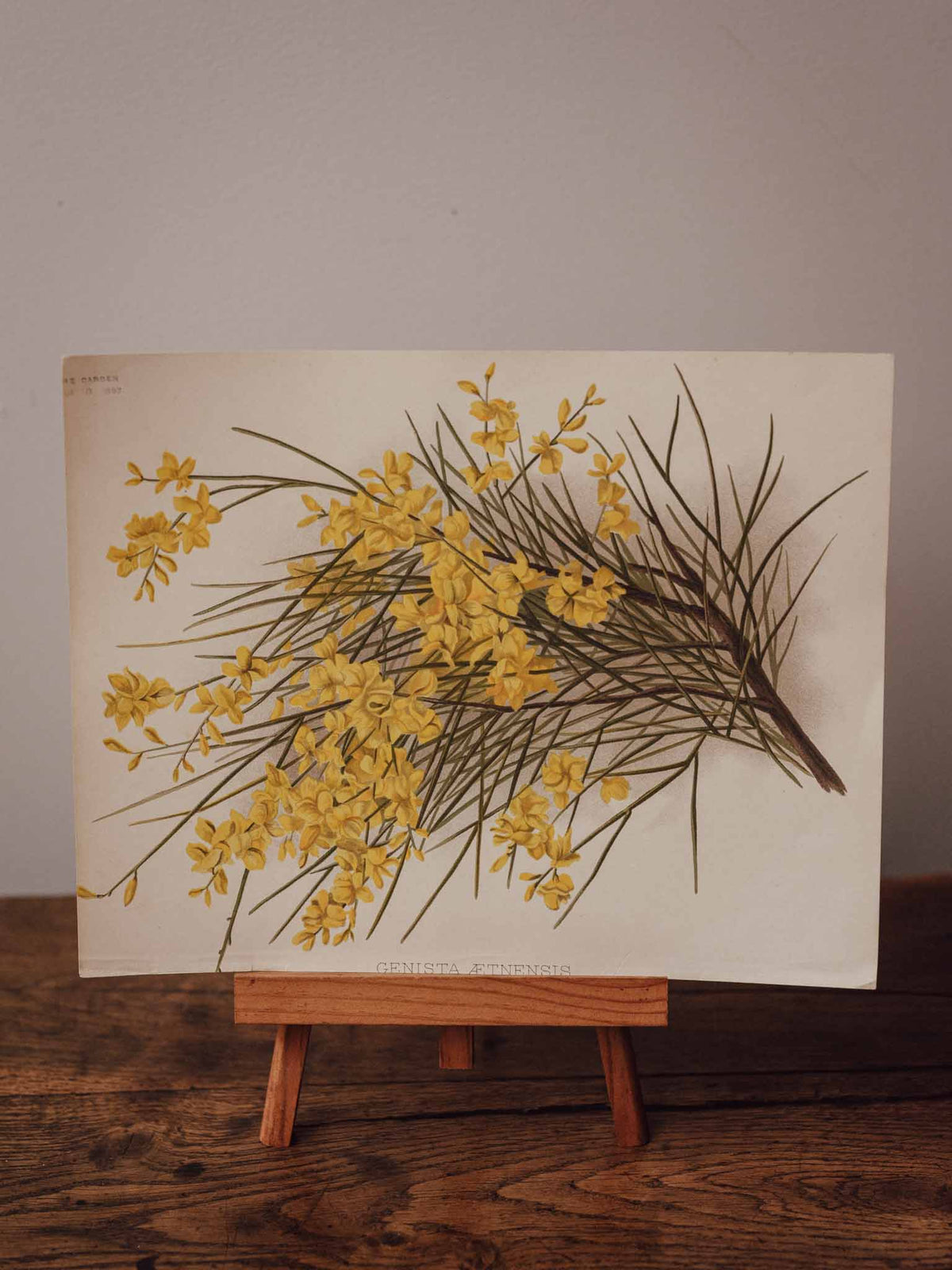 Antique Genista Aetnensis Botanical Print
