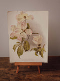 Antique Benthamia Fragifera Botanical Print