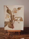 Antique Helleborus Altifolius Botanical Print