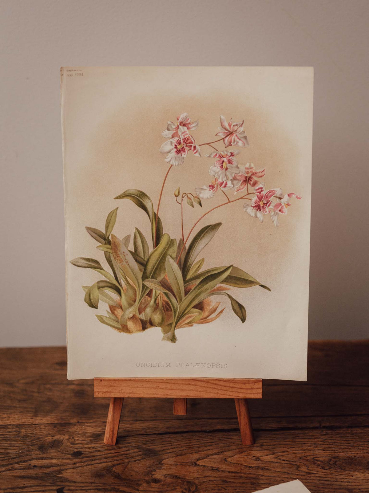 Antique Oncidium Phalaenopsis Botanical Print