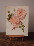 Antique Rose Ernest Metz Botanical Print